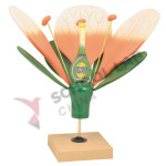 Giant Flower Model